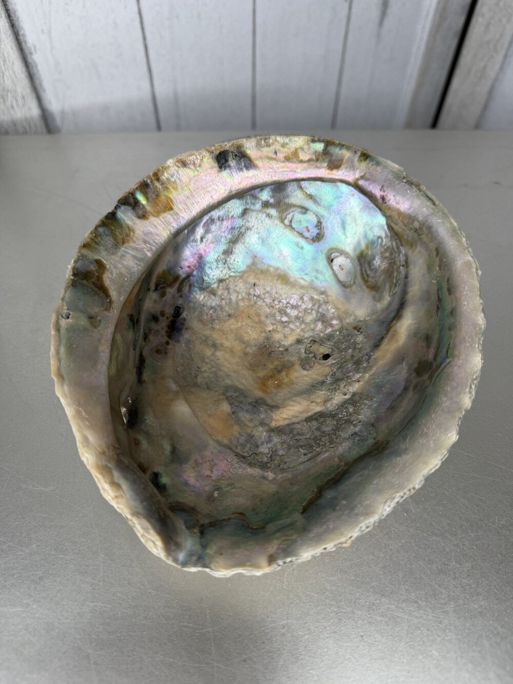 Vintage Abalone Sea Shell Rainbow Mother of Pearl Decor Nautical Approx 5.5x6in